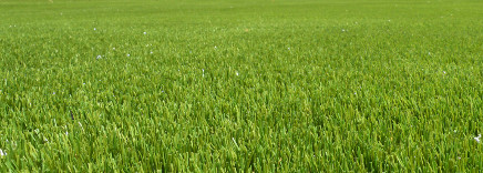 Artificial Grass sunderland